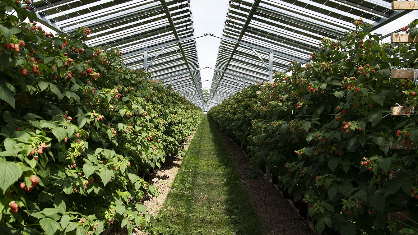 agrovoltaica-agrivoltaica-BayWa r.e.|DCIM102MEDIADJI_0148.JPG|BayWa Carlota Contreras
